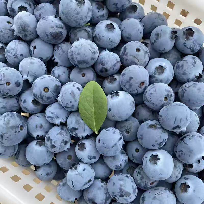 【顺丰包邮】中小果新鲜蓝莓新鲜现摘现发花香蓝莓果园直发包邮