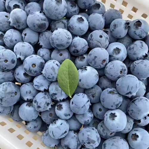 净重2斤中小果新鲜蓝莓新鲜现摘现发花香蓝莓果园直发包邮