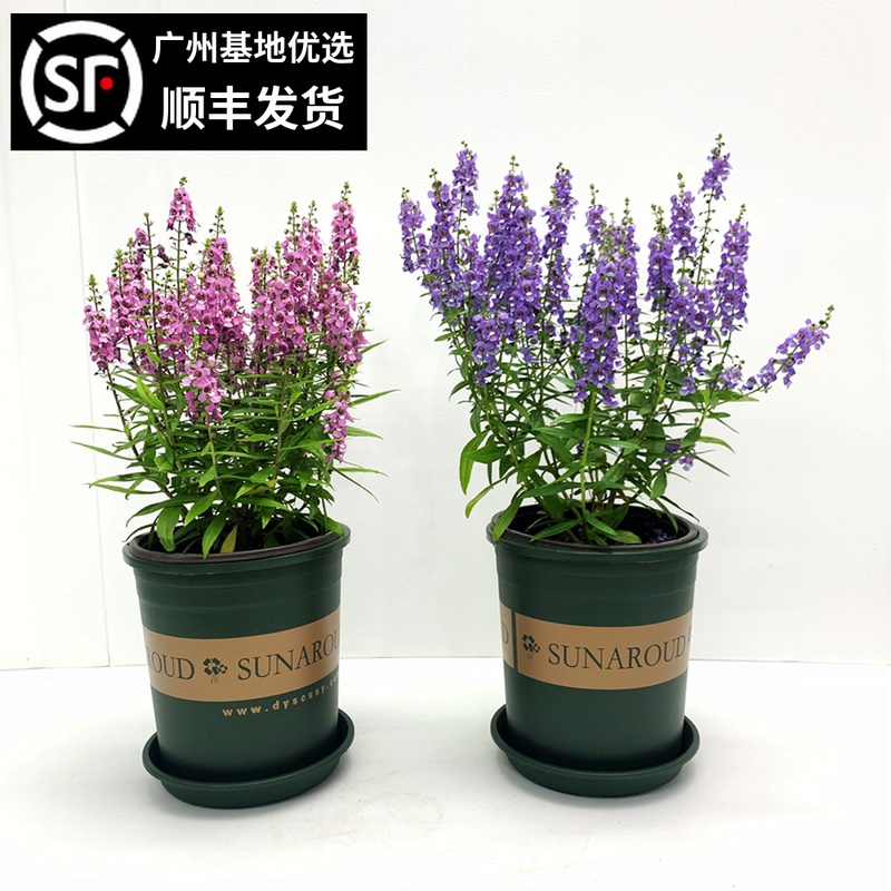 香彩雀天使花四季开花植物盆栽花园阳台绿植耐热多 香彩雀天使花四季开花植物盆栽花园阳台绿植耐热多