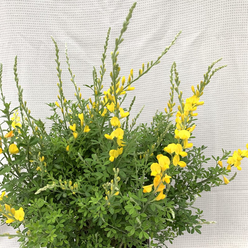 金雀花 阳台庭院花卉开花植物花园花镜好养耐寒耐热广州基地优选