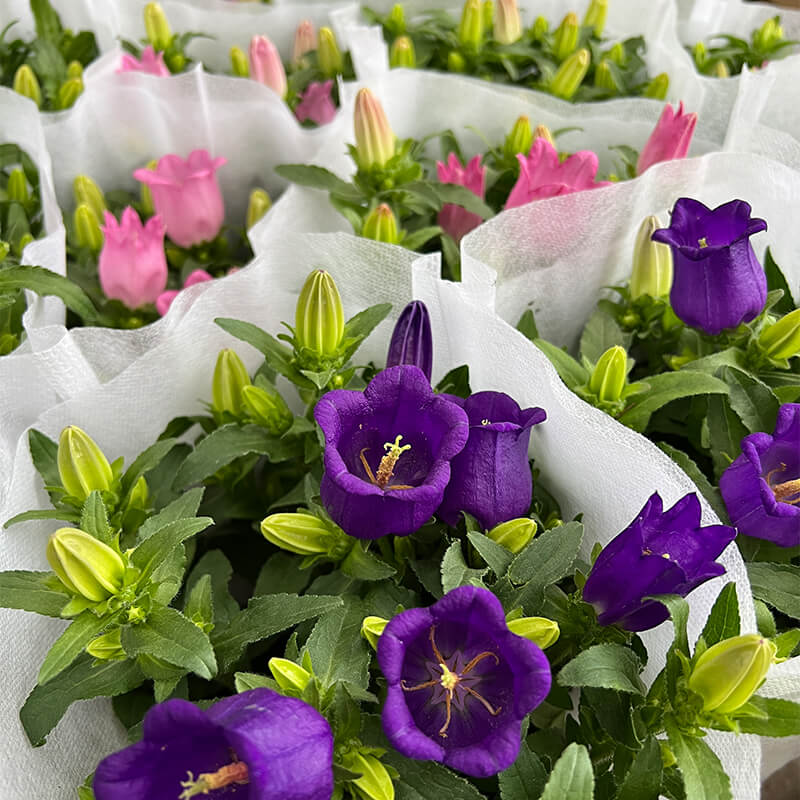 风铃花带花盆栽庭院阳台