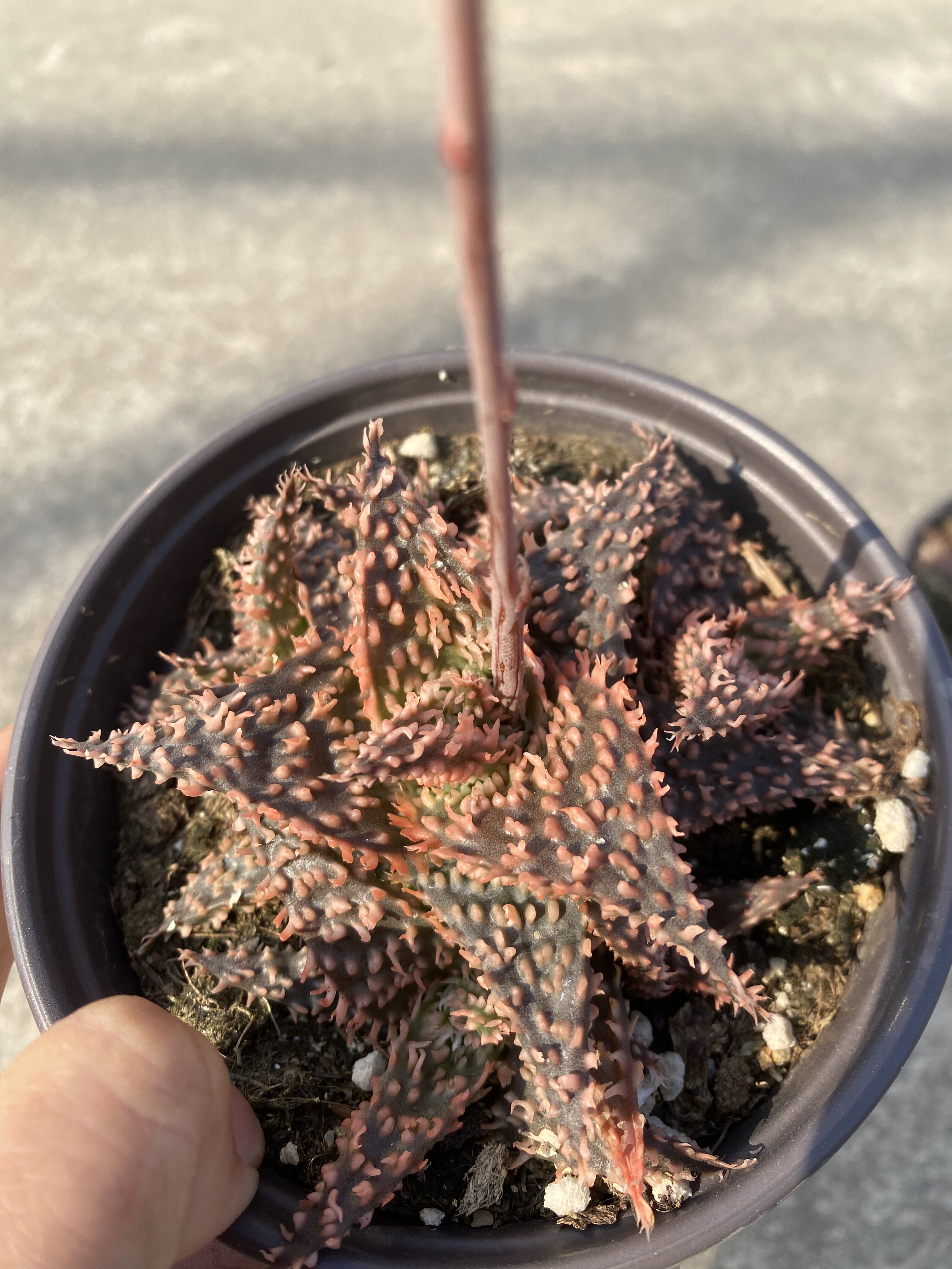 2盆带盆包邮园艺芦荟圣诞超级红多肉植物