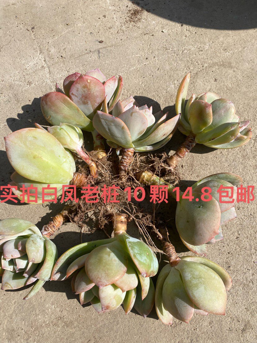 血凤白凤 带桩子多肉植物阳台老多肉植物