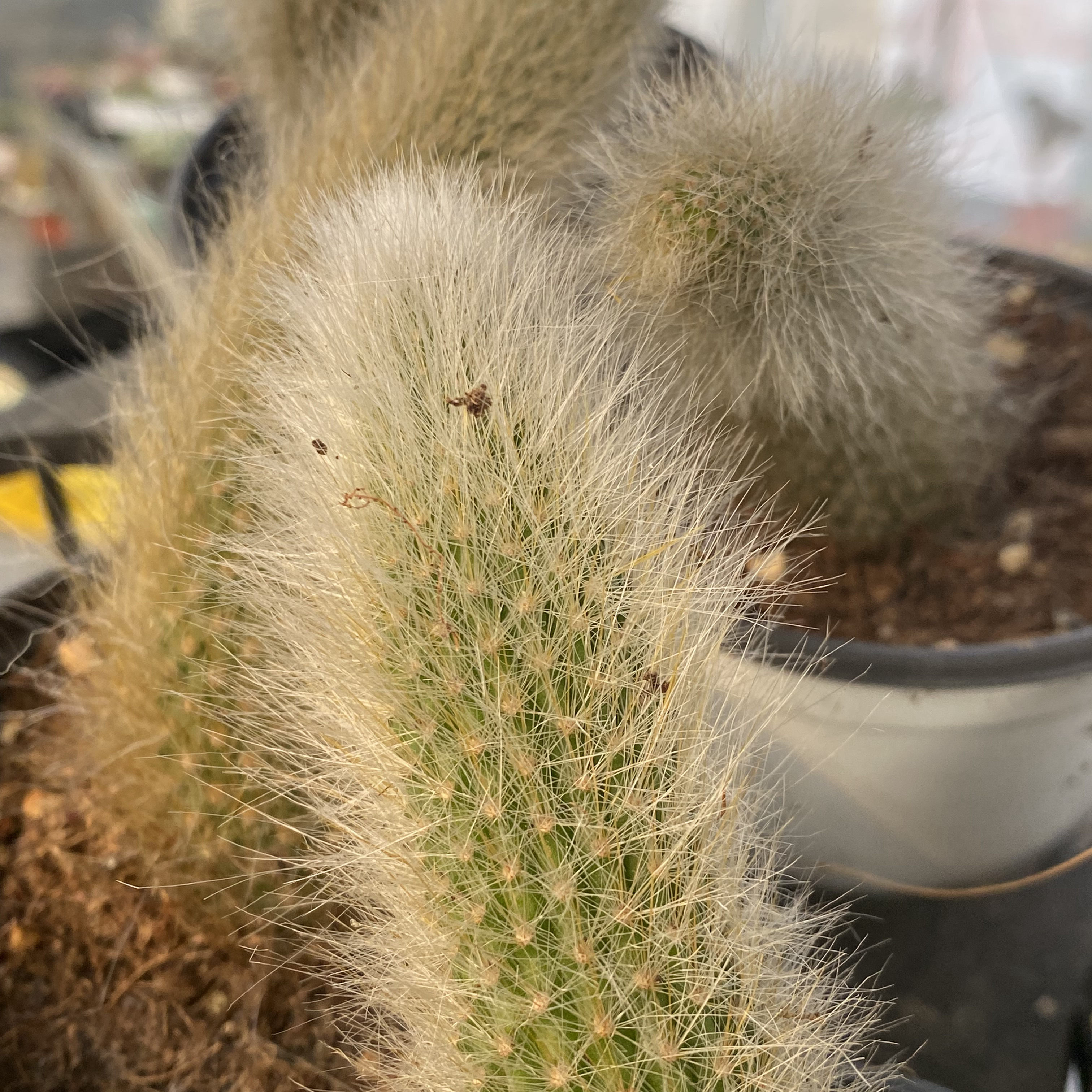 长毛 10-15cm九尾狐 3根 脱土 仙人球多肉植物耐热会开花办公室内