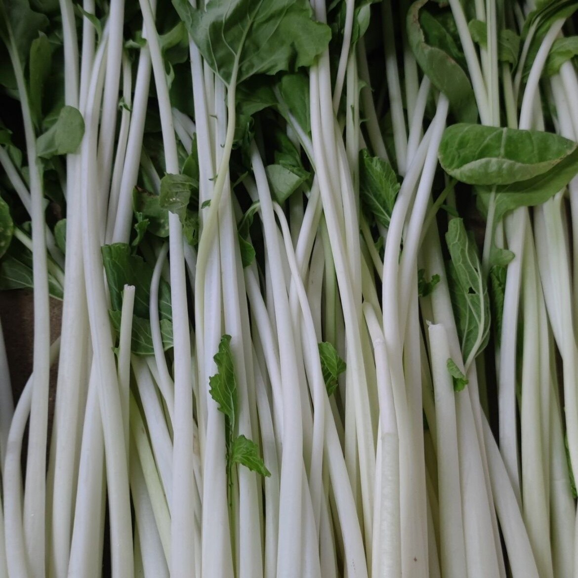 【高杆白菜】新鲜湖北长杆白菜 腌制广水箭杆白腌菜腌制好吃酸菜