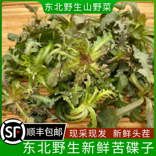 东北野生新鲜苦碟子250g 山菜 蘸酱菜 食用山野菜 拍4份顺丰包邮