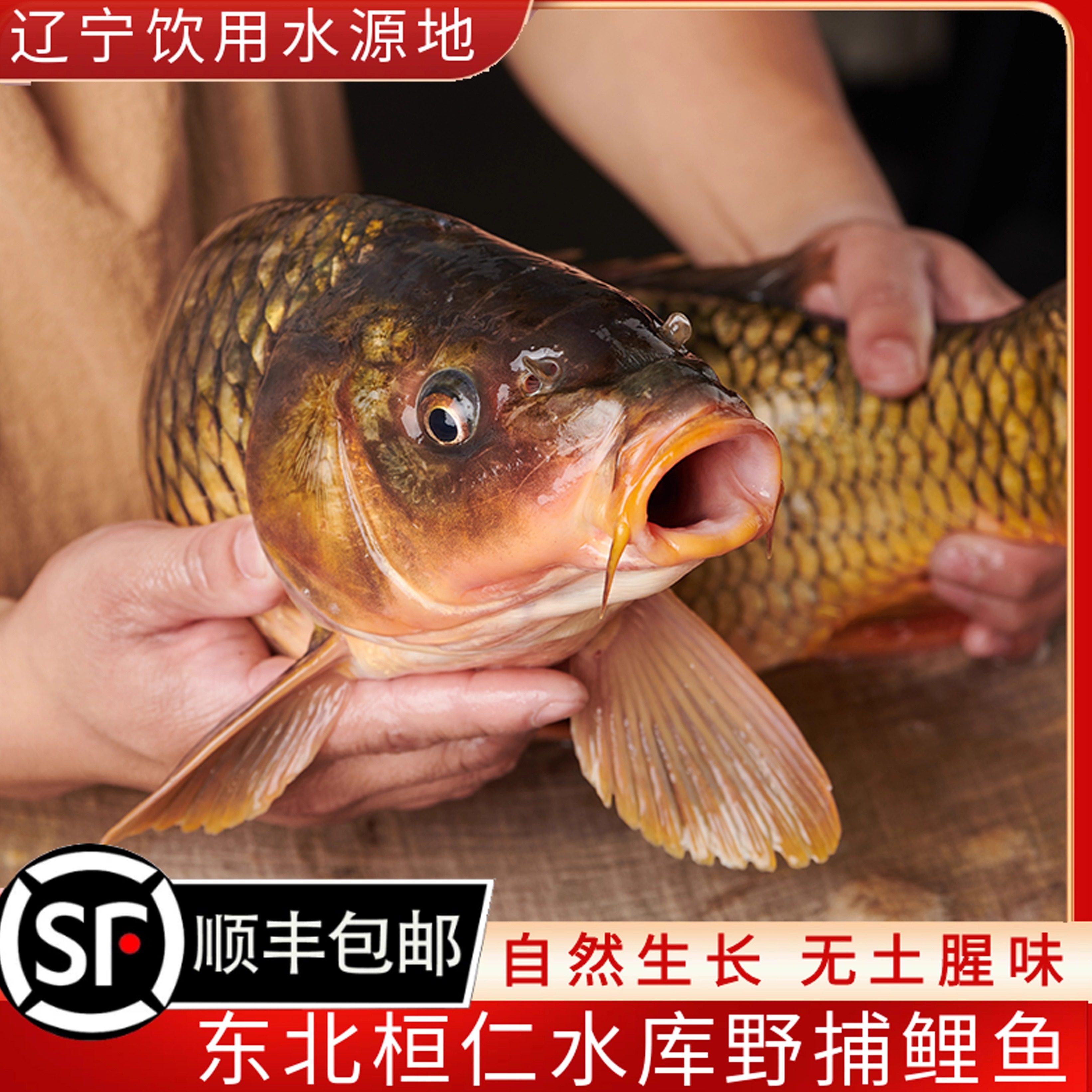 鲜活水库鲤鱼野捕生态鱼顺丰包邮