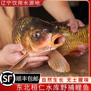 桓仁水库野捕鲤鱼鲜活现捕生态鲤鱼水库鱼淡水鱼活鱼现杀顺丰包邮