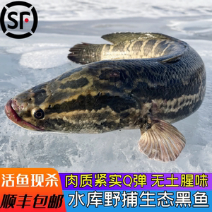桓仁水库生态黑鱼野捕乌鱼发财鱼黑鱼棒子水煮鱼现杀现发顺丰包邮