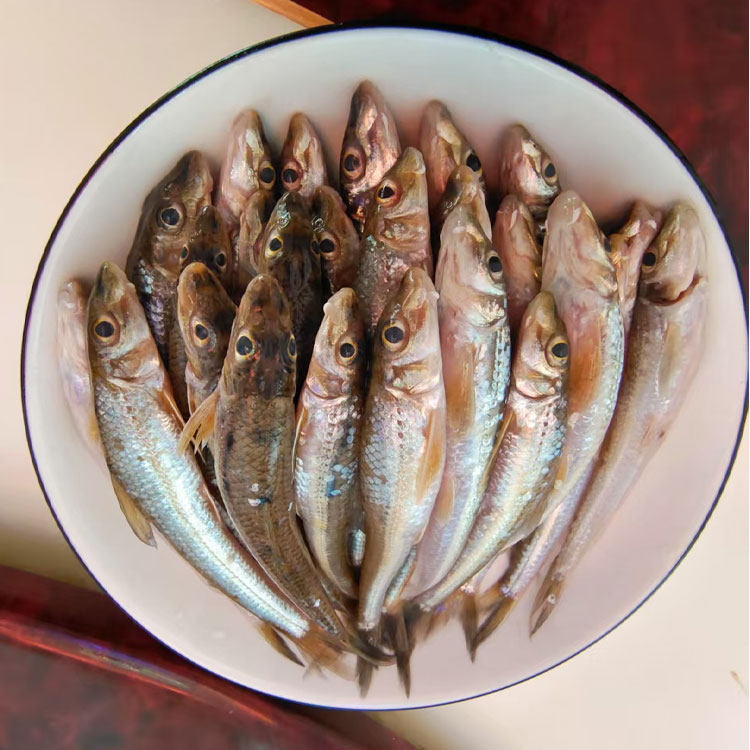 玉龙美食沙丁鱼新鲜现捕现杀刺少