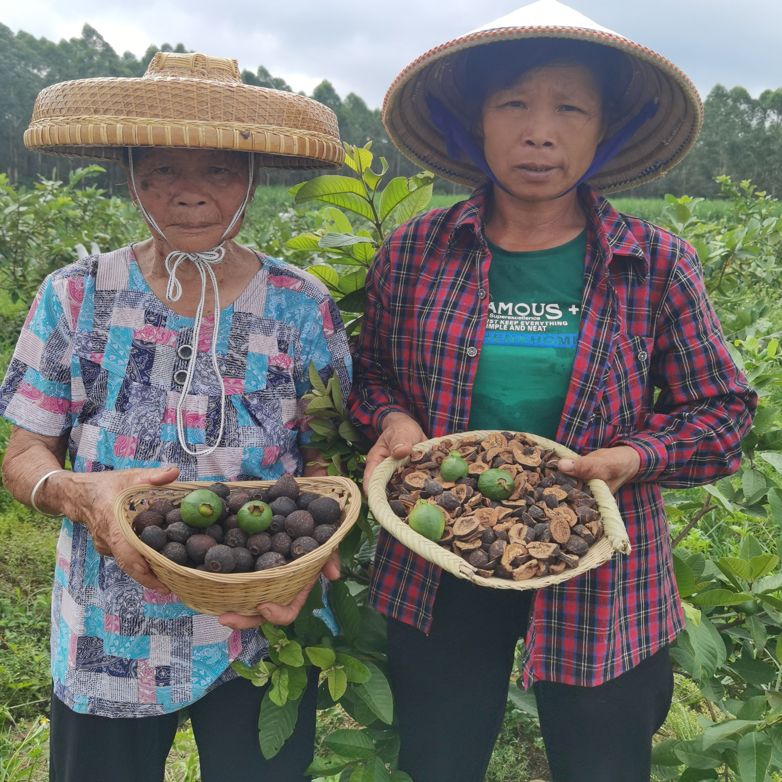 野生广西北海芭乐三高茶番石榴干
