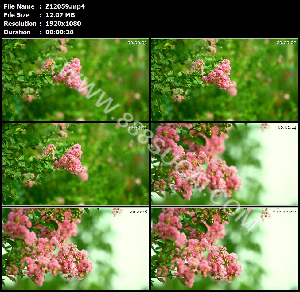 紫薇花春天花朵美丽清新高清实拍视频素材