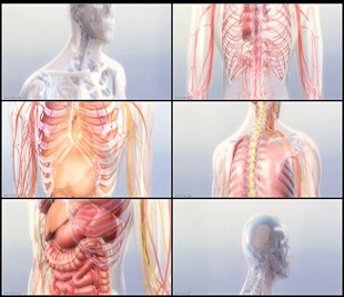 三维动画人体模型经脉血管骨骼旋转高清实拍视频素材