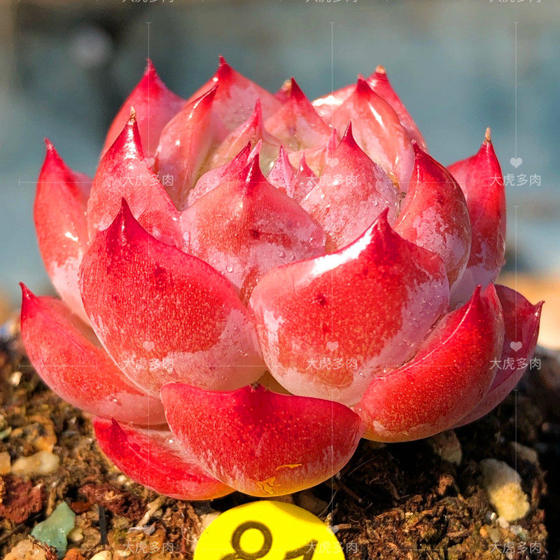 孤星多肉一物一拍韩国进口景天月影系阳台趣味植物精控裸根不带土