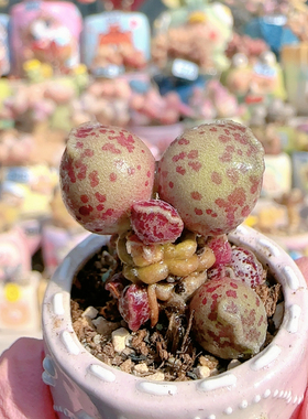 H 粉丸球球盆口2.5c m