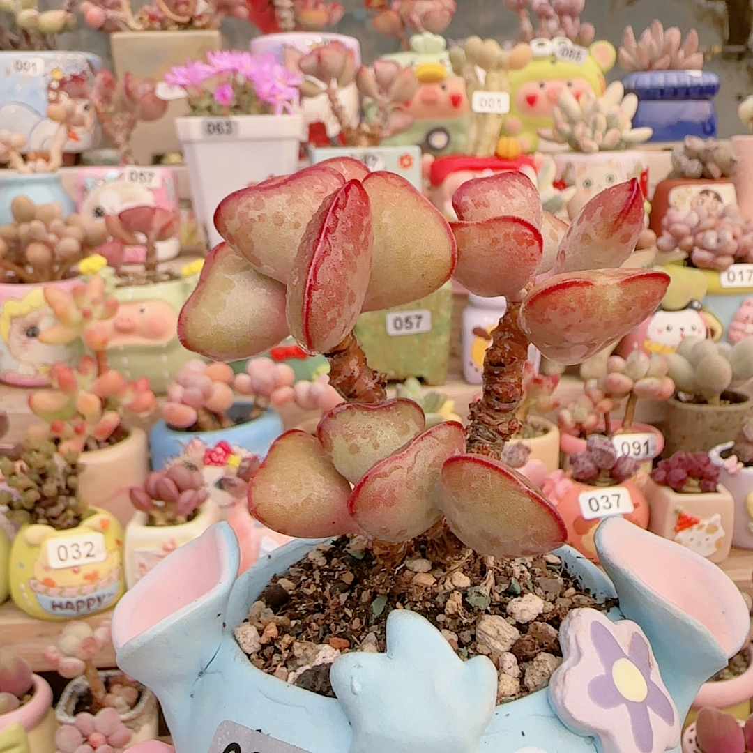 H爱心七年老桩盆口6c m