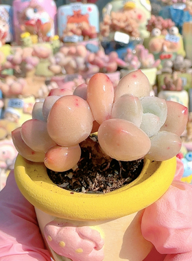 H香水奶盆口3c m