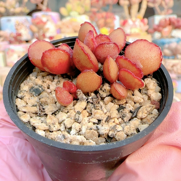 H蕾丝红蛋盆口5c m,鲜花速递/花卉仿真/绿植园艺,多肉植物,淘宝优惠券,粉丝福利购,淘宝优惠卷