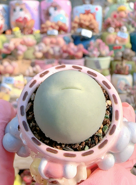 H肥肥鸽子蛋2.2c m