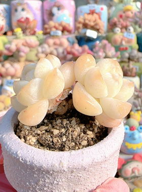 H 奶油冰玉盆口5c m