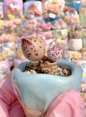 H 小猫耳海豹盆口2.5c m