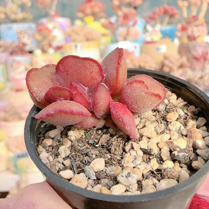 H蕾丝红蛋盆口4c m,鲜花速递/花卉仿真/绿植园艺,多肉植物,淘宝优惠券,粉丝福利购,淘宝优惠卷