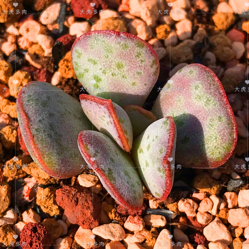 绿豆糕水泡多肉 叶片 进口稀有水泡 绿豆糕水泡多肉植物一物一拍