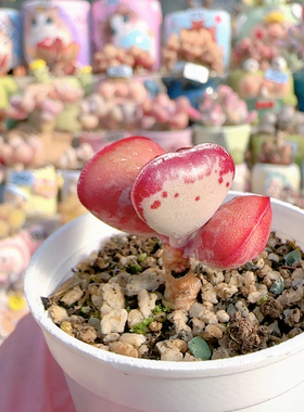 H爱心水泡盆口3c m