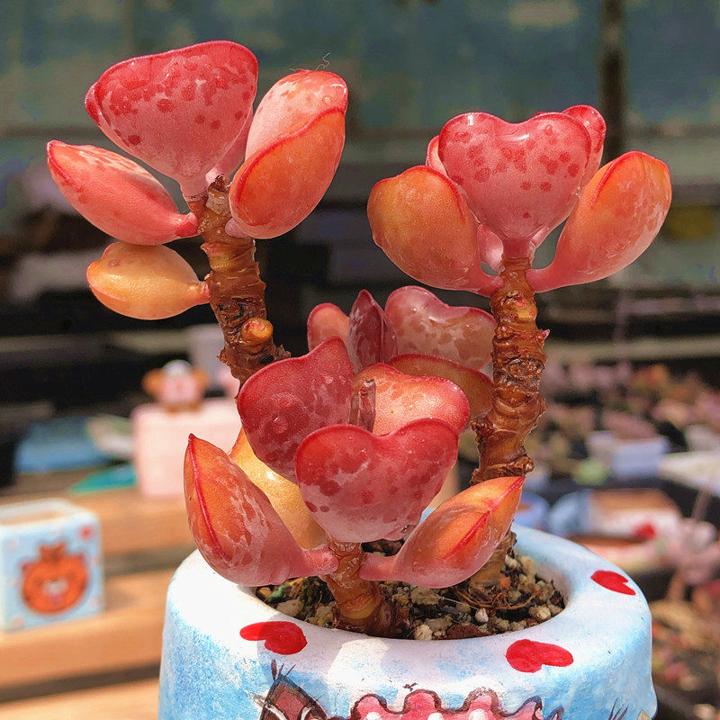 爱心水泡老桩一物一拍多头心形多肉超红韩国进口阳台盆栽趣味裸根