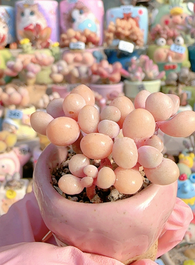 H 手捧桃蛋盆口2.5c m