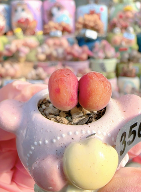 H迷你毛翠盆口2c m