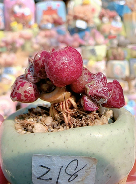 H 粉丸盆口2.5c m