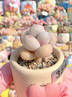 H 蛋黄奶盆里口2.5c m