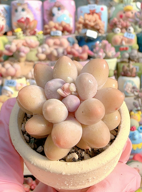 H 汤圆奶盆口5c m