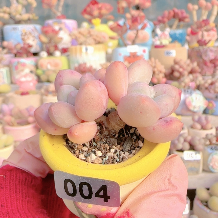 H 香水奶盆口3c m,鲜花速递/花卉仿真/绿植园艺,多肉植物,淘宝优惠券,粉丝福利购,淘宝优惠卷