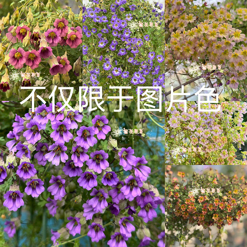 现货 xi有秋植黄色紫色旱金莲种子  块根6月发货