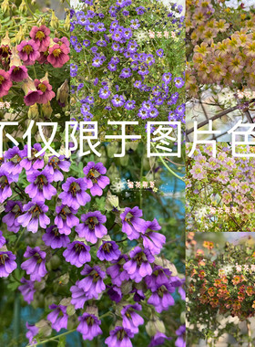 现货25年新收 xi有秋植黄色紫色三色块根旱金莲和种子一物一拍