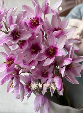 现货  谷鸢尾种球 Ixia  Vulcan 大花品种 秋植多年生小球根