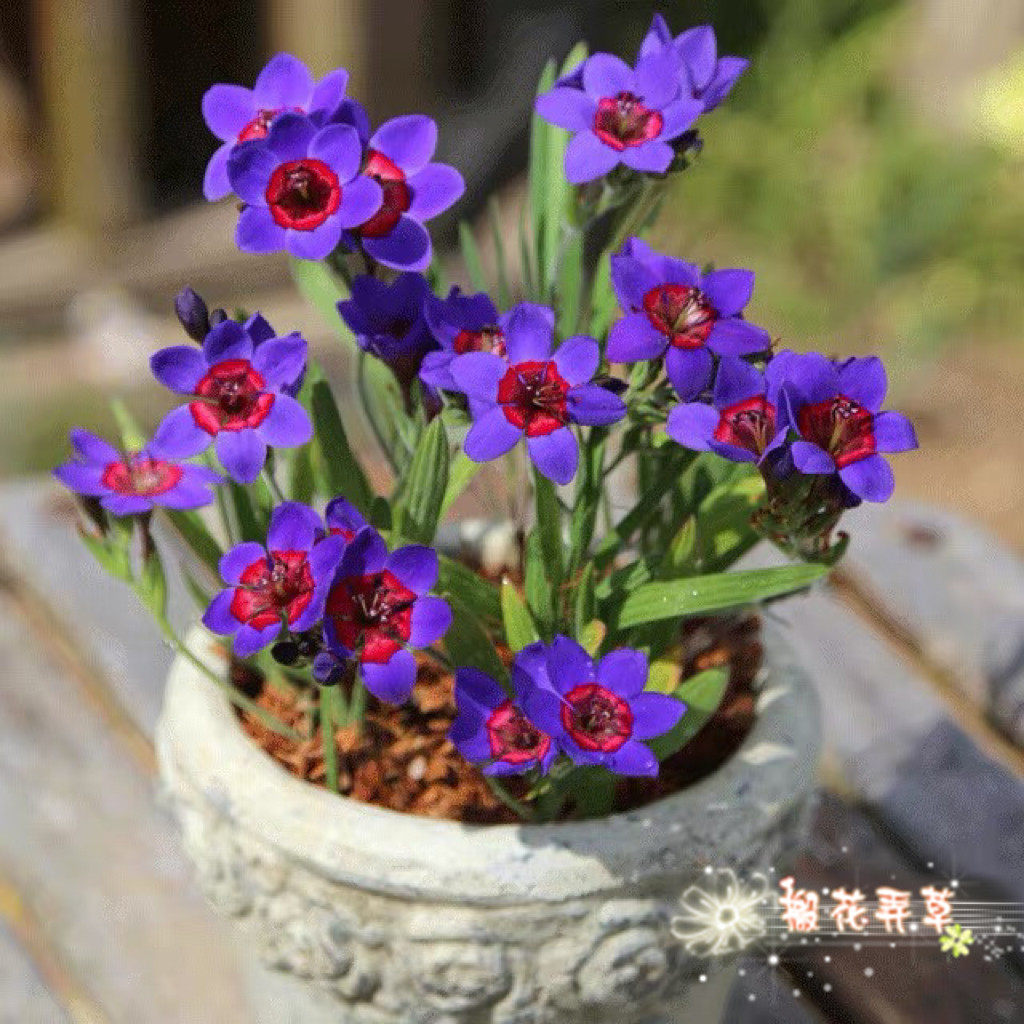 26.6月发货 秋植狒狒花矮花狒狒红蓝狒狒鸢尾科种球多年生小球根