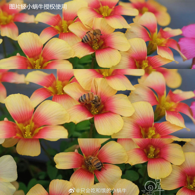 26.6月发 ob酢浆草 春天阳台上爆花的小精灵 易爆盆 秋种春开