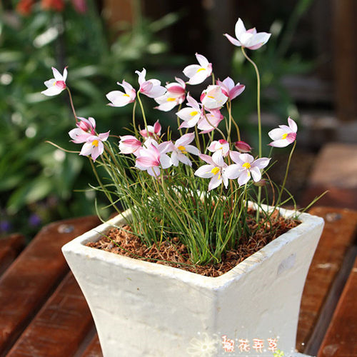 月光花Cyanellaalba种球