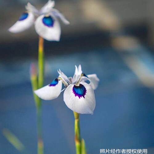 白色孔雀肖鸢尾种球aristata