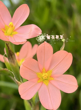 现货 秋植小球根 肉粉肖鸢尾Moraea bifida 多年生 种球