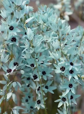 现货 秋植原生绿松石小鸢尾 Ixia viridiflora多年生种球