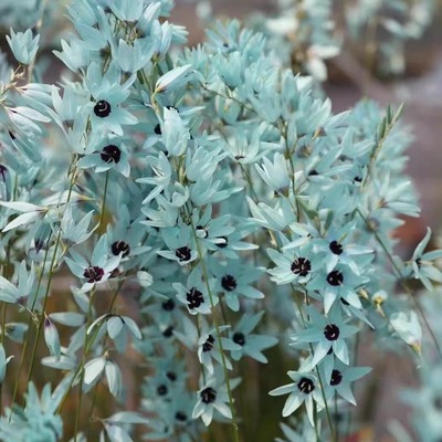 现货 秋植原生绿松石小鸢尾 Ixia viridiflora多年生种球