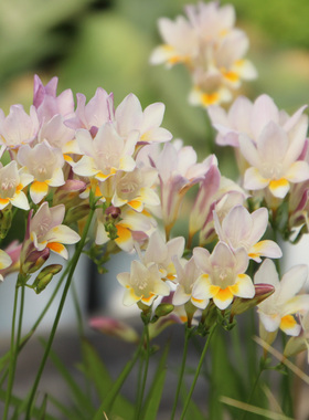 现货 发莱氏leichtlinii ssp. alba原生香雪兰小苍兰种球有香味
