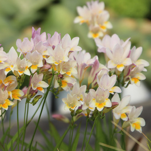 alba原生香雪兰小苍兰种球有香味 ssp. 现货 发莱氏leichtlinii