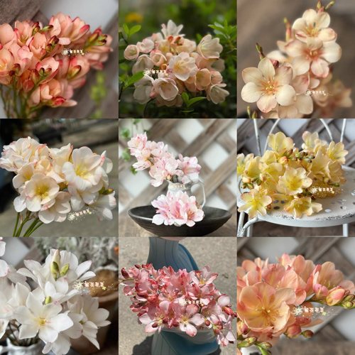 26.6月发货 大花鸢尾兰观音兰种球Tritonia品种多  不退化 多年生