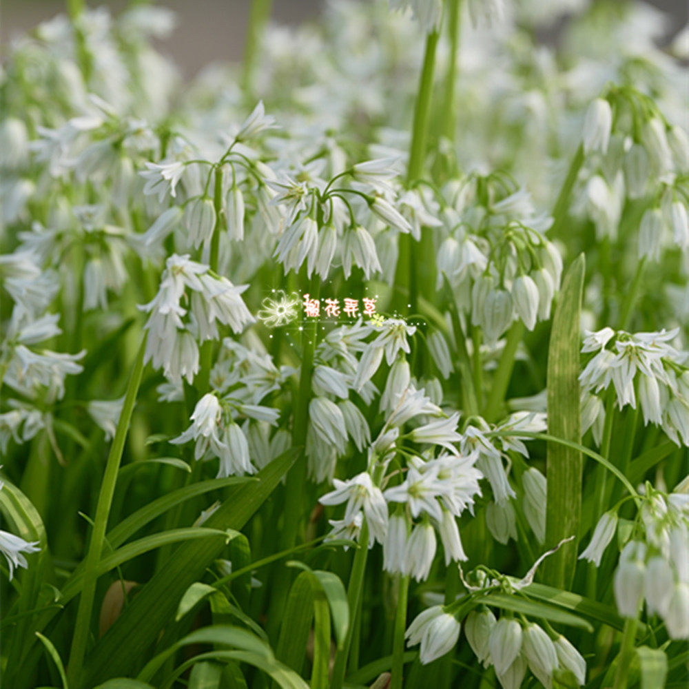 26.6月发货 食用观赏两不务的三棱葱 多年生小花葱种球适合新手
