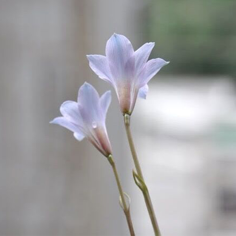 小型四季种植风雨兰现货
